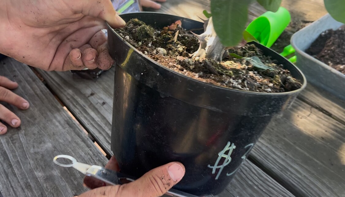 Photo by: Jessica Poole

Succs N Such plant nursery.