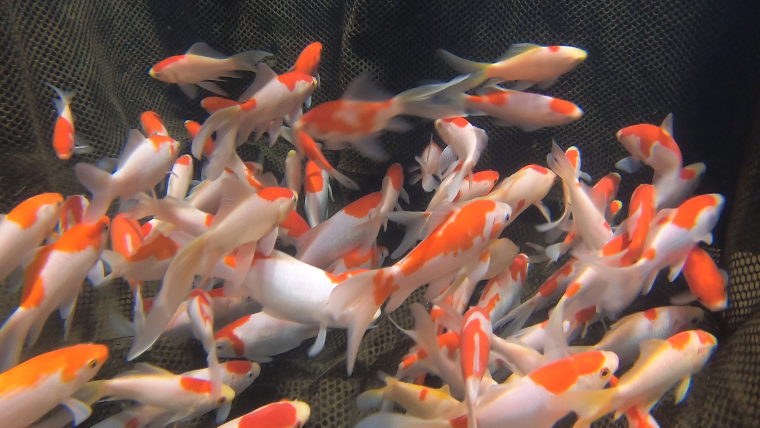 Screenshot 2026-01-21 at 6.07.31 PM.png