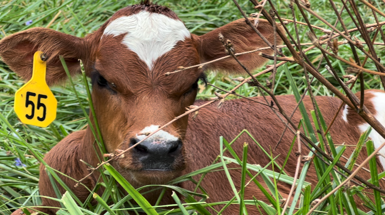 Screenshot 2024-08-09 at 11.56.18 AM.png