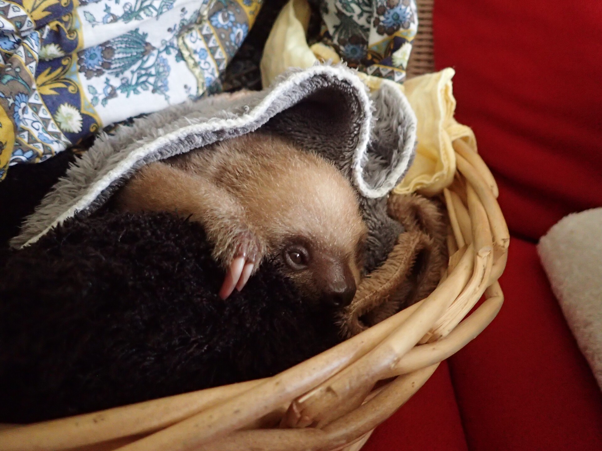 Baby Sloths (4).JPG