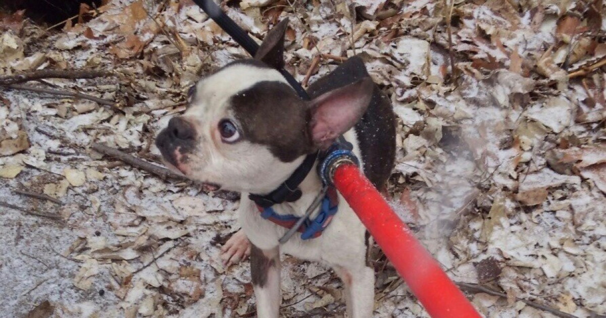 Little dog rescued from KC storm drain, reunited with owner