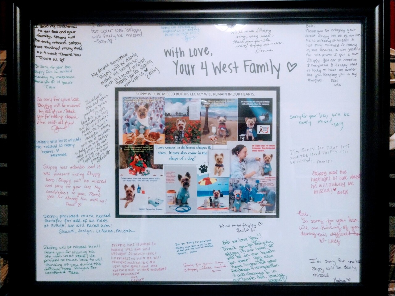 Skippy the Sentara therapy dog