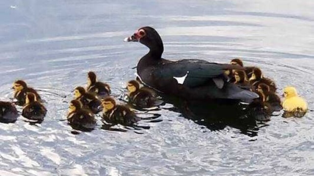 Photos: Fire crew rescues ducklings from drain
