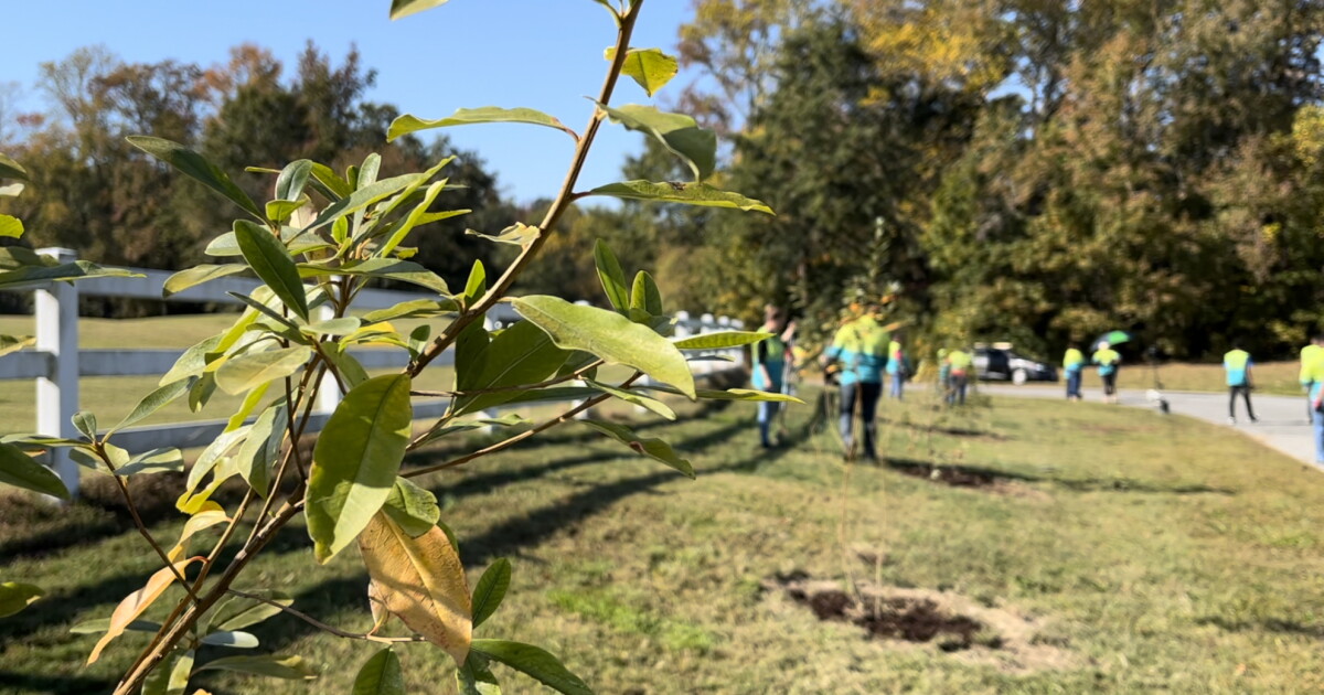 Suffolk partners with volunteer group to plant 41 trees at Sleepy Hole Park - Vimarsana News
