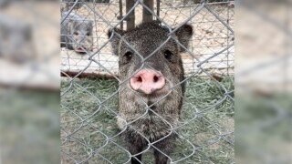javelina.jpg
