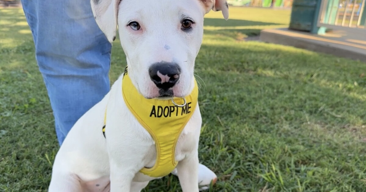 Shelter Pets4Vets in Glenpool - Vimarsana News