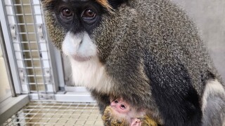 De Brazza's Monkey