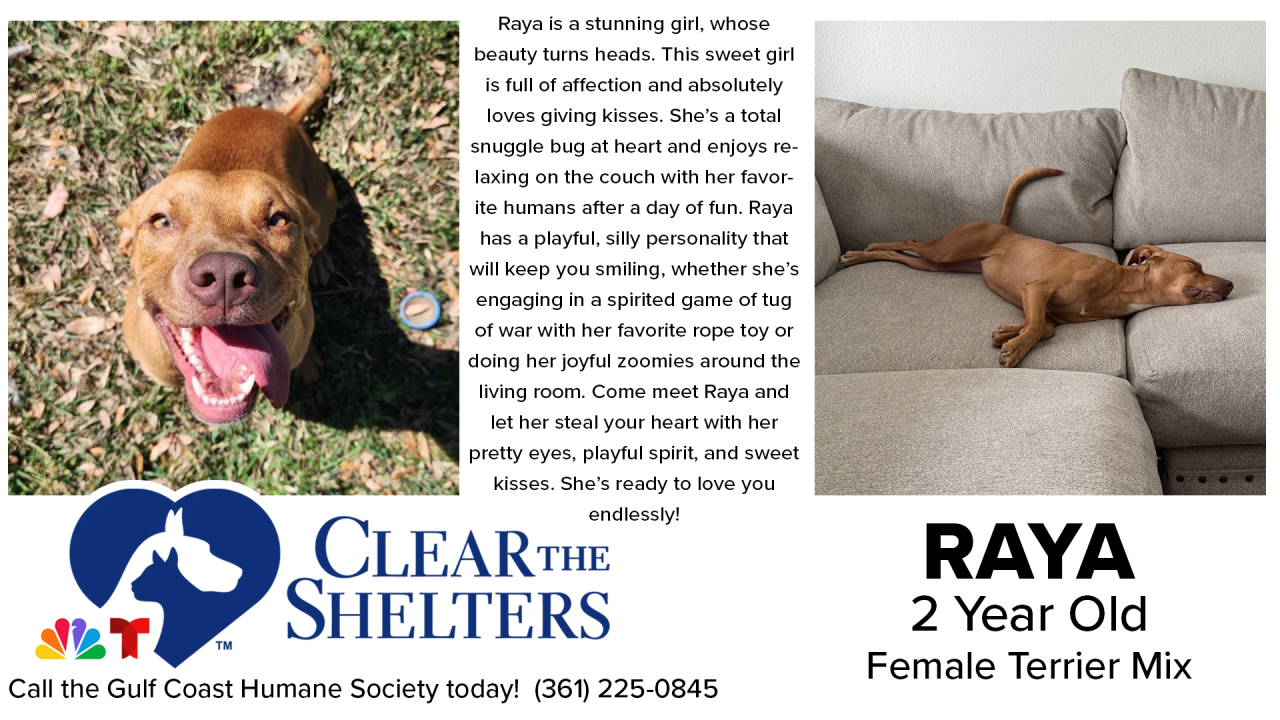 ClearTheShelters3 - 05.png