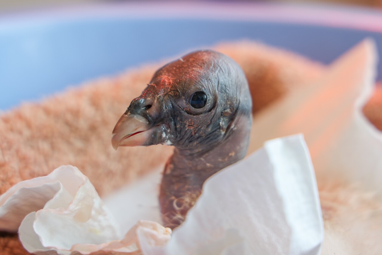 King Vulture chick at Nashville Zoo