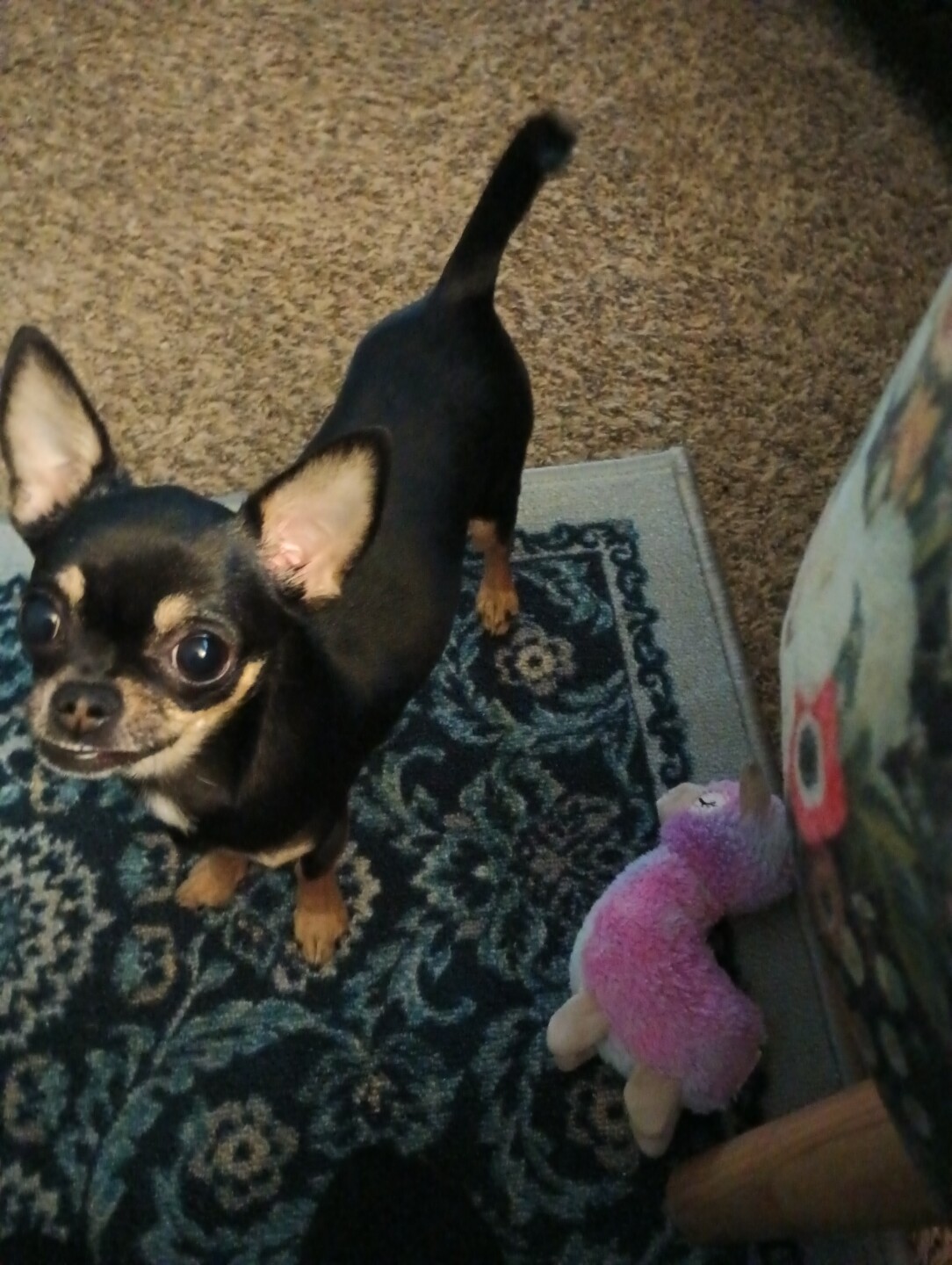 Dog Walking Forecast