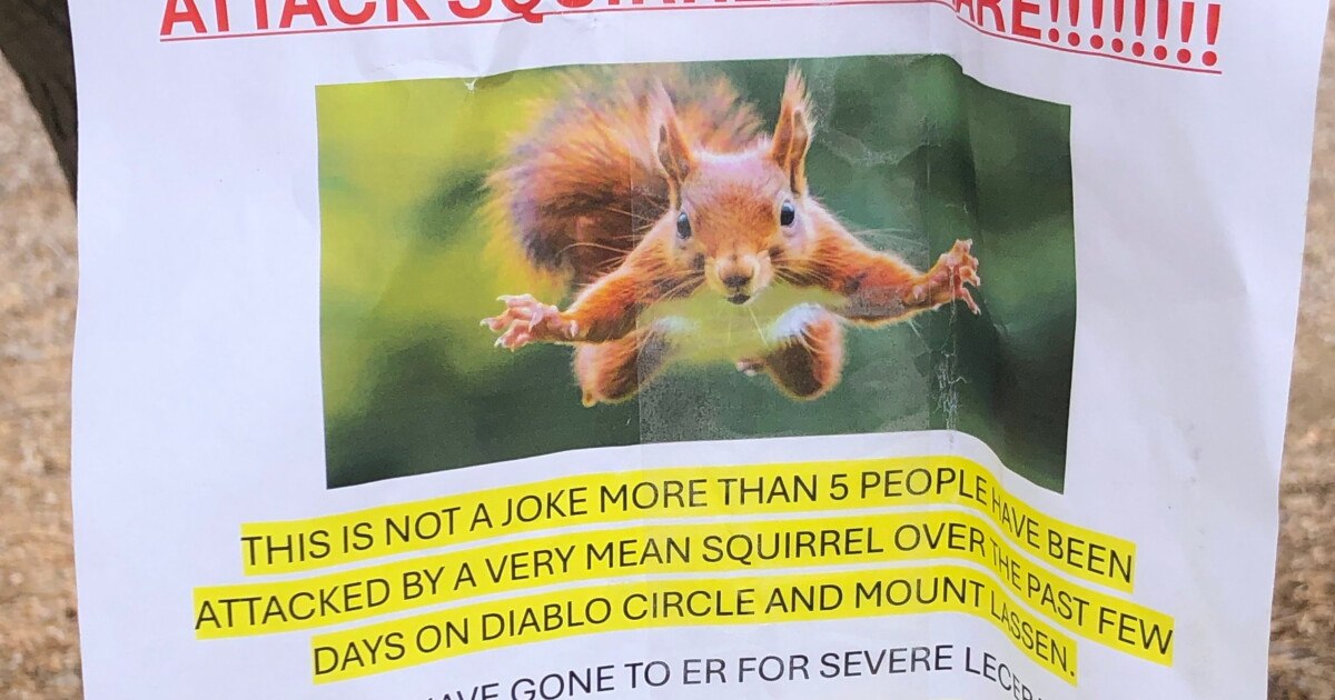 Vicious ‘assault squirrel’ sends a number of residents to the hospital in California