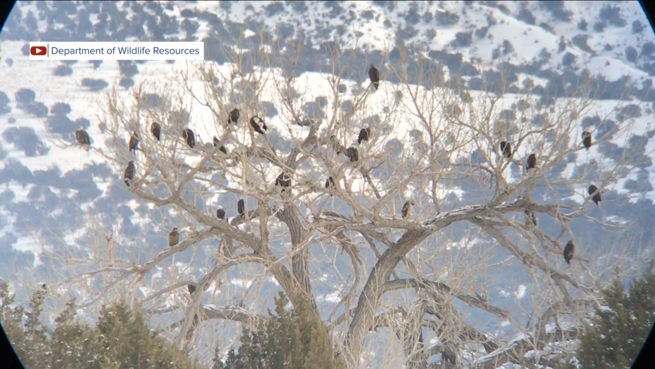 Eagles watching after watching the Eagles