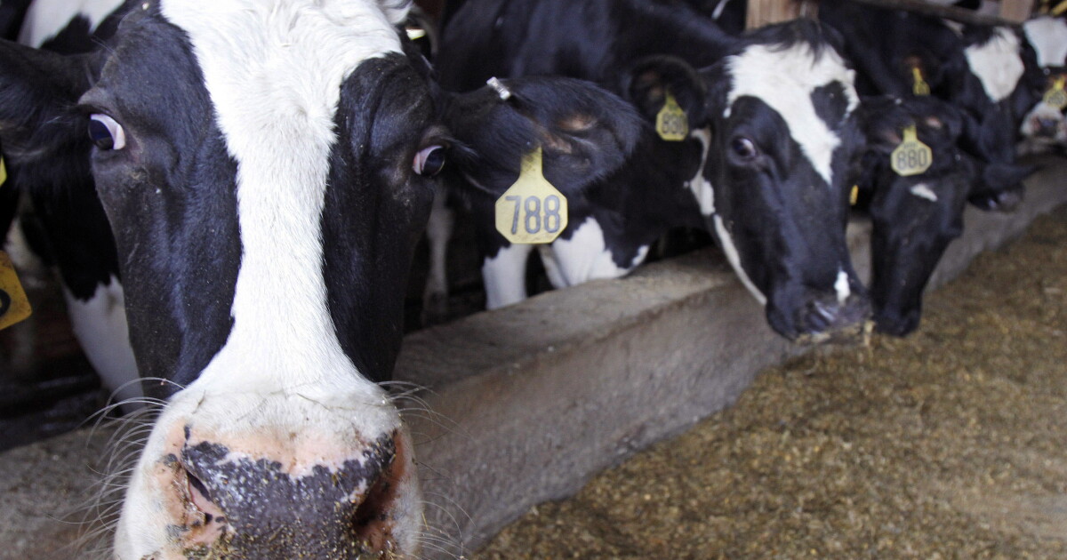 MDARD: Bird flu detected in Montcalm Co. dairy cows - Vimarsana News