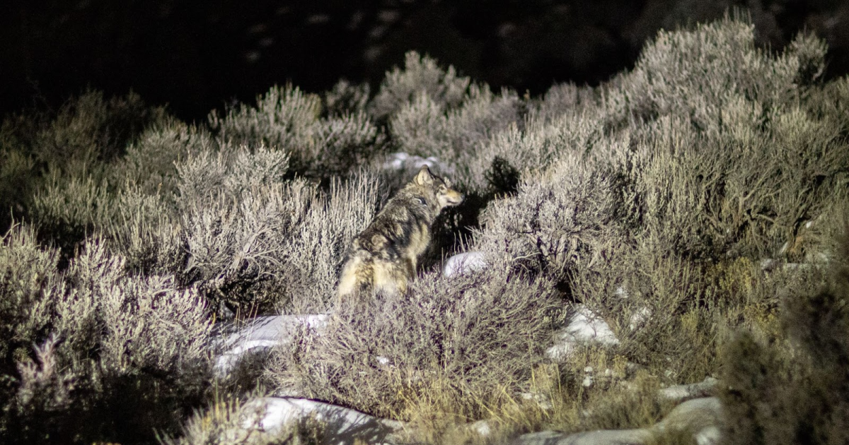 Gray Wolves Thriving in Colorado: Population Reaches 29