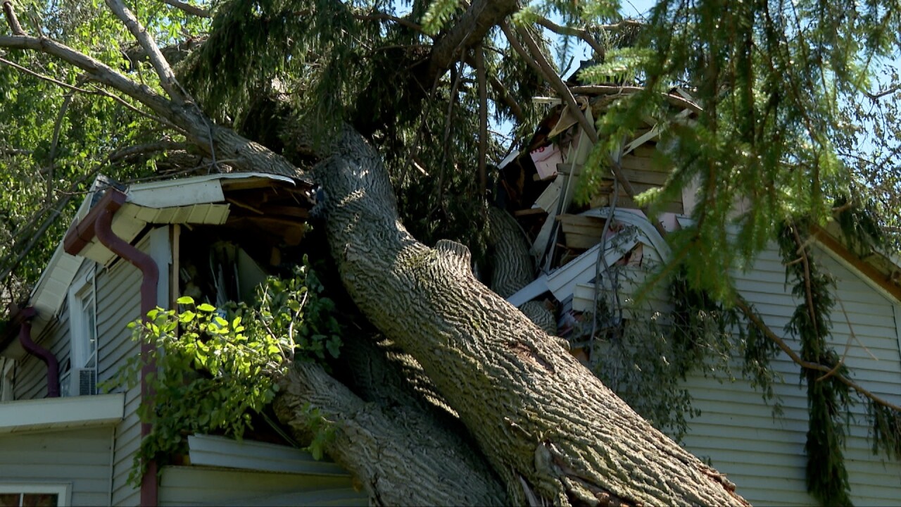 tree into home 2.jpg