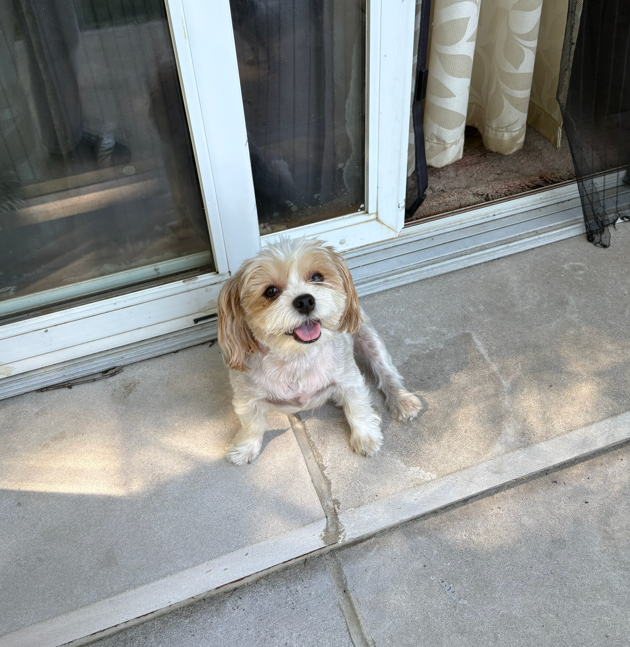 Dog walking forecast