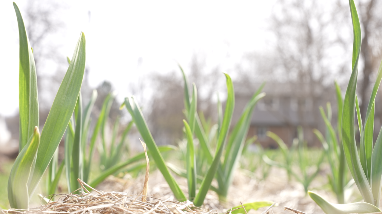 Screen Shot 2021-04-06 at 12.55.32 PM.png