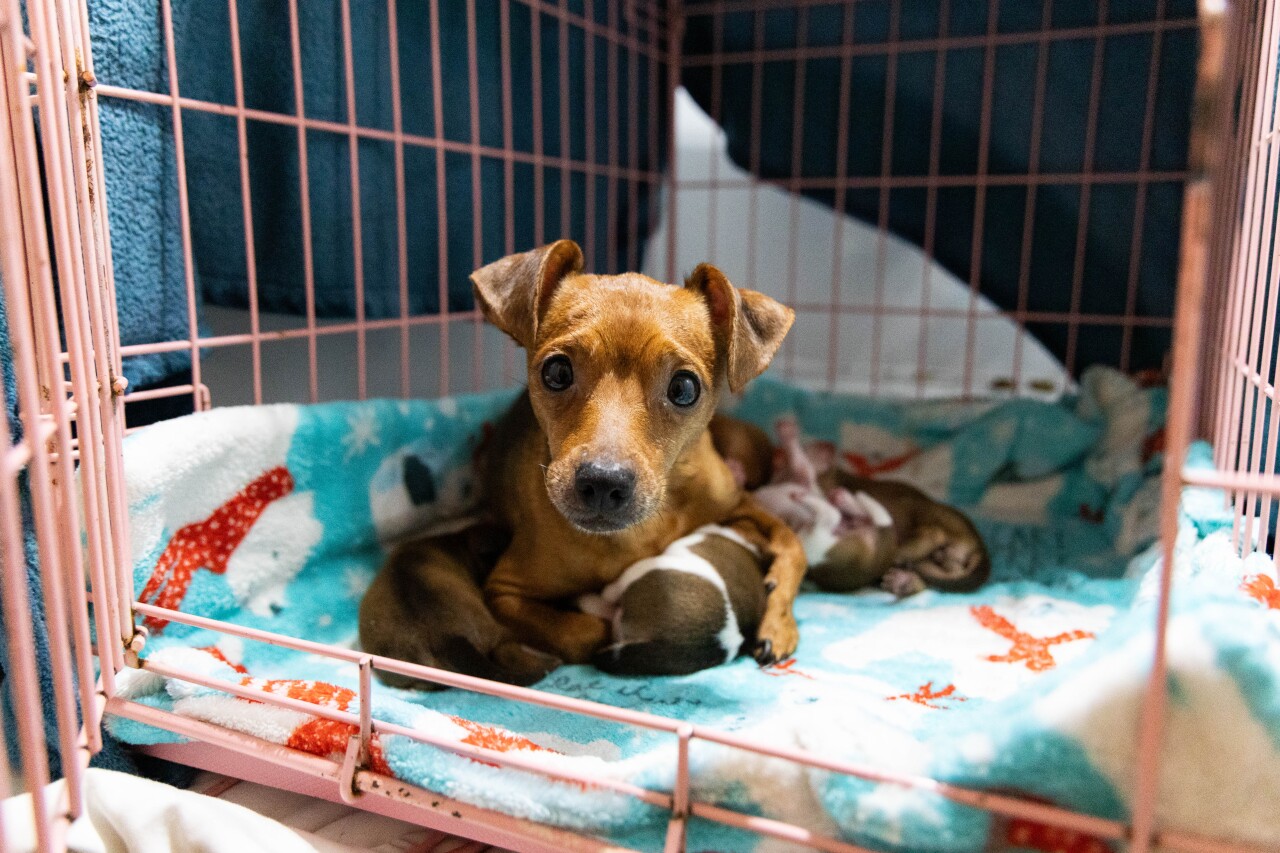 Animals rescued from Escondido home