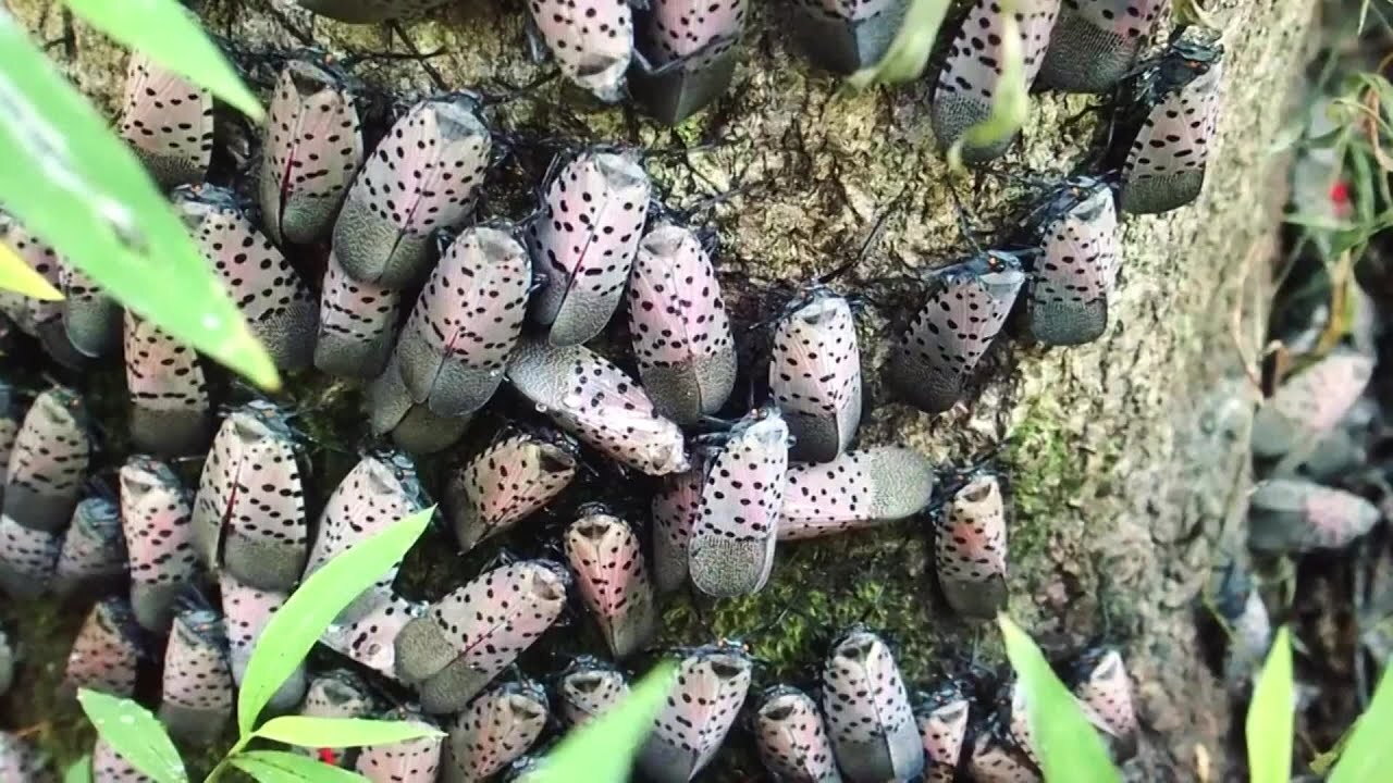 Asian Invasive Flies Ohio is now under a statewide quarantine for the invasive spotted ...