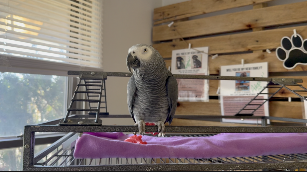 Screenshot 2025-08-15 at 6.04.26 PM.png