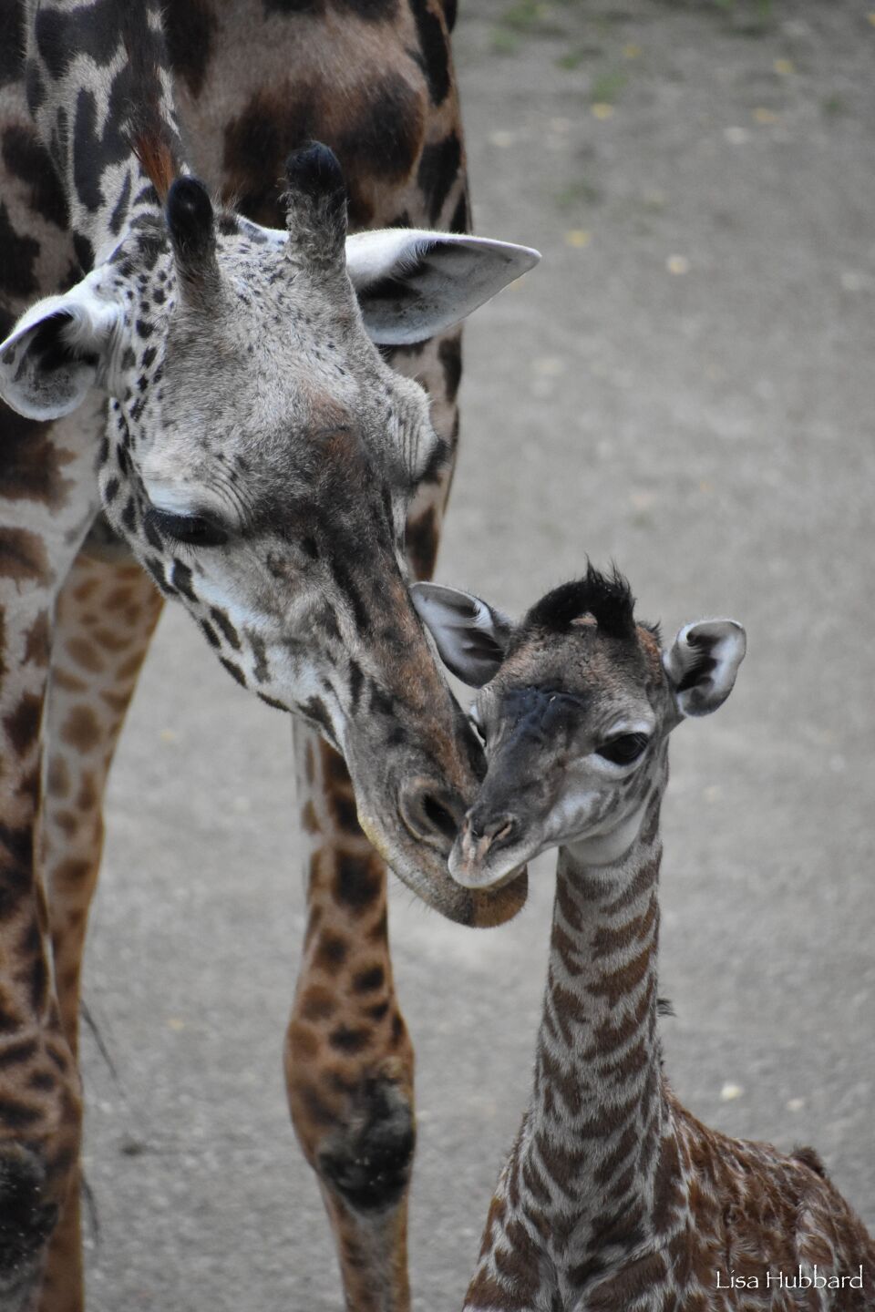 Baby giraffe Fennessy 