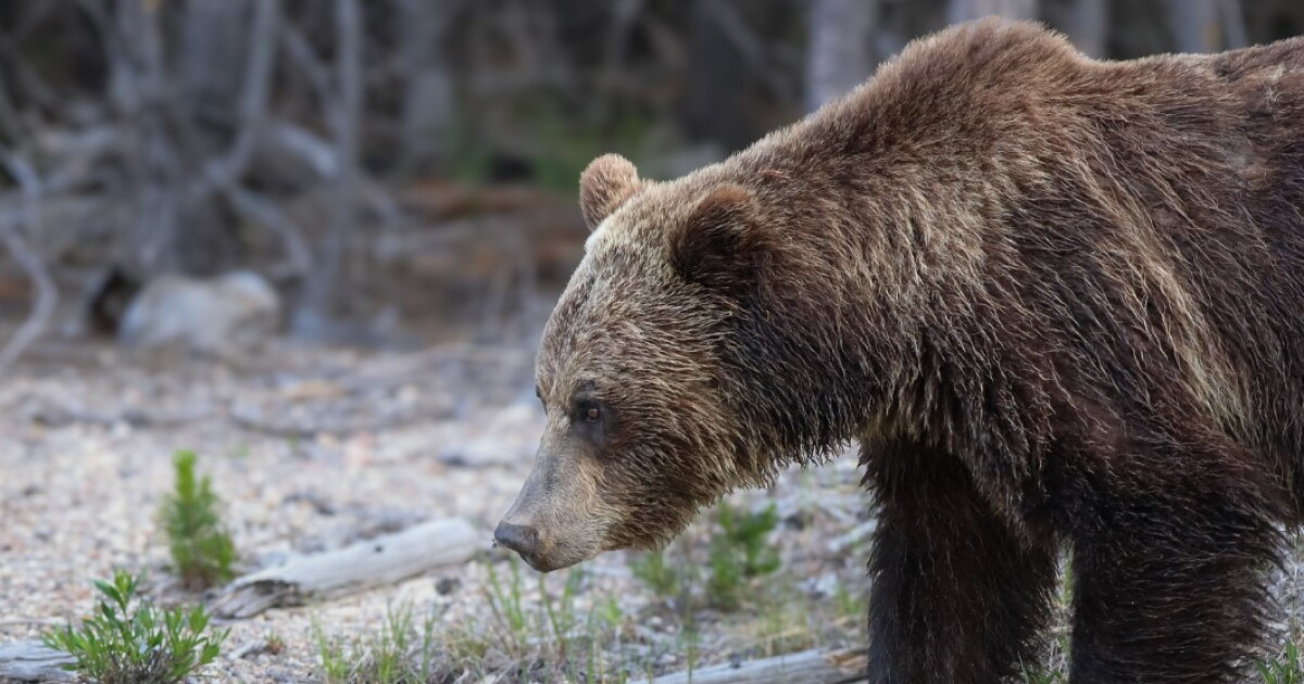 Montana man charged with evidence tampering in grizzly bear killing - Vimarsana News