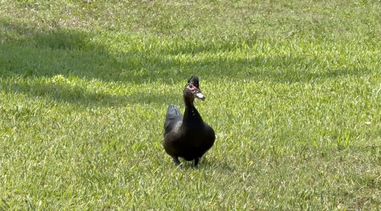 Cape Coral Duck Attack