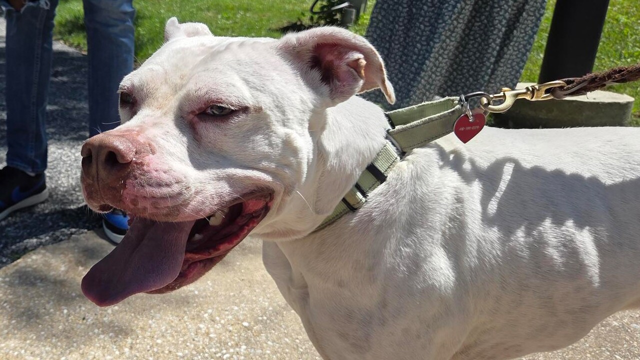 SNOW 3 ADOPT A HOMELESS ANIMAL
