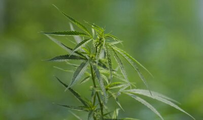 Germany Cannabis