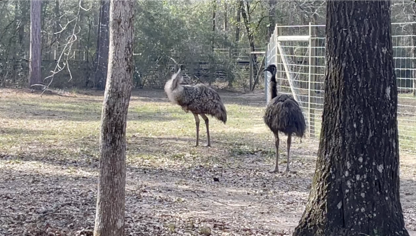 Hard freeze means hard work: how Brazos Valley neighbors are prepping to protect their animals ahead of Winter storm