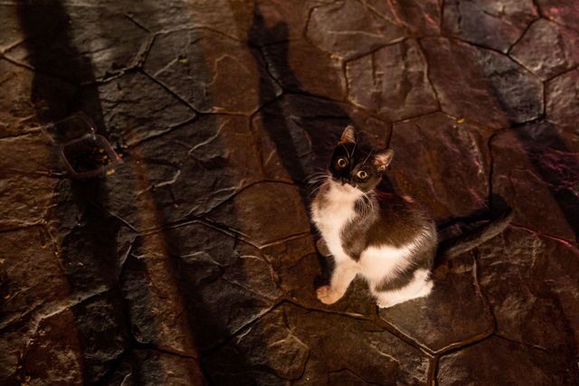 Photos: This place is known as 'The City of Cats'
