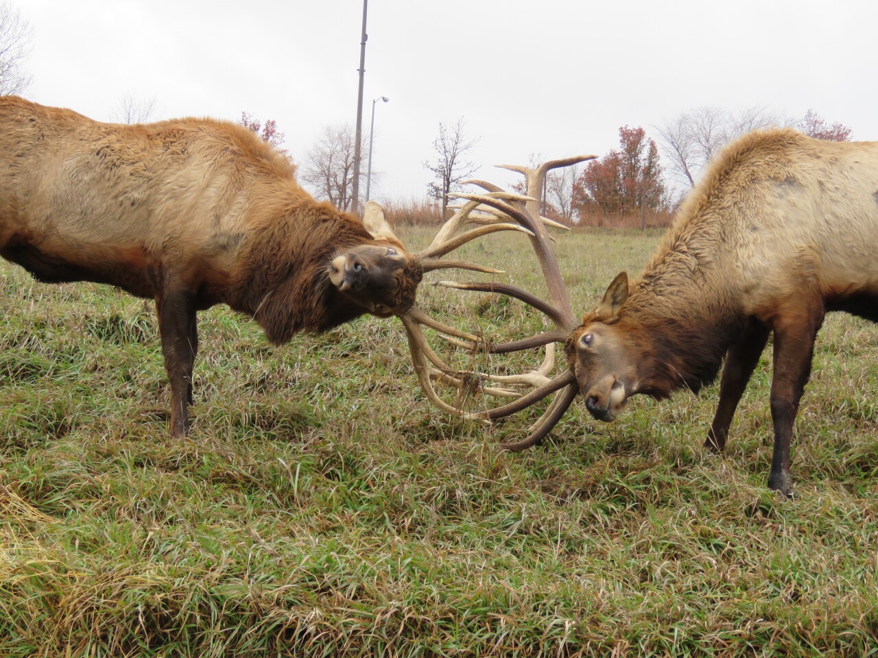 Elk during a rut at Simmons Wildlife Park.jpg
