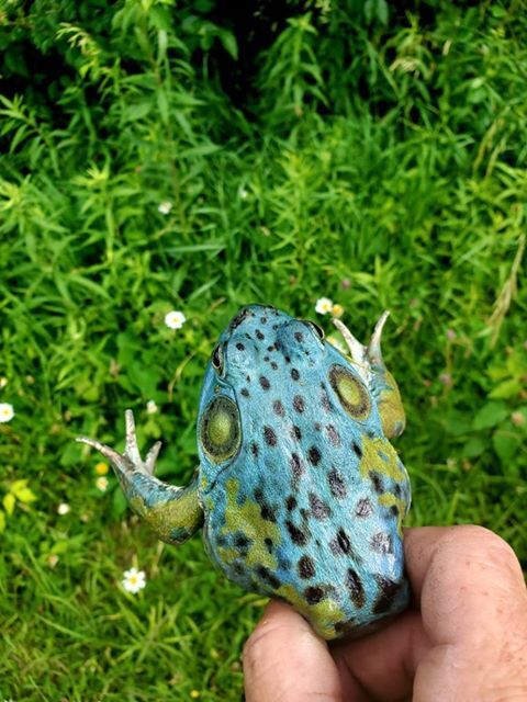 A blue bullfrog spotted in Western Ohio in July 2020.