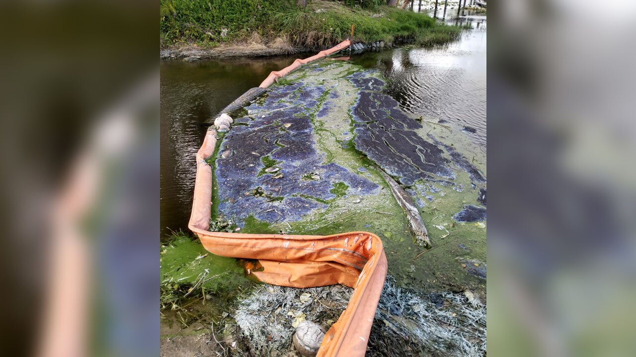 Algae near Lake Clarke Shores on May 20, 2021