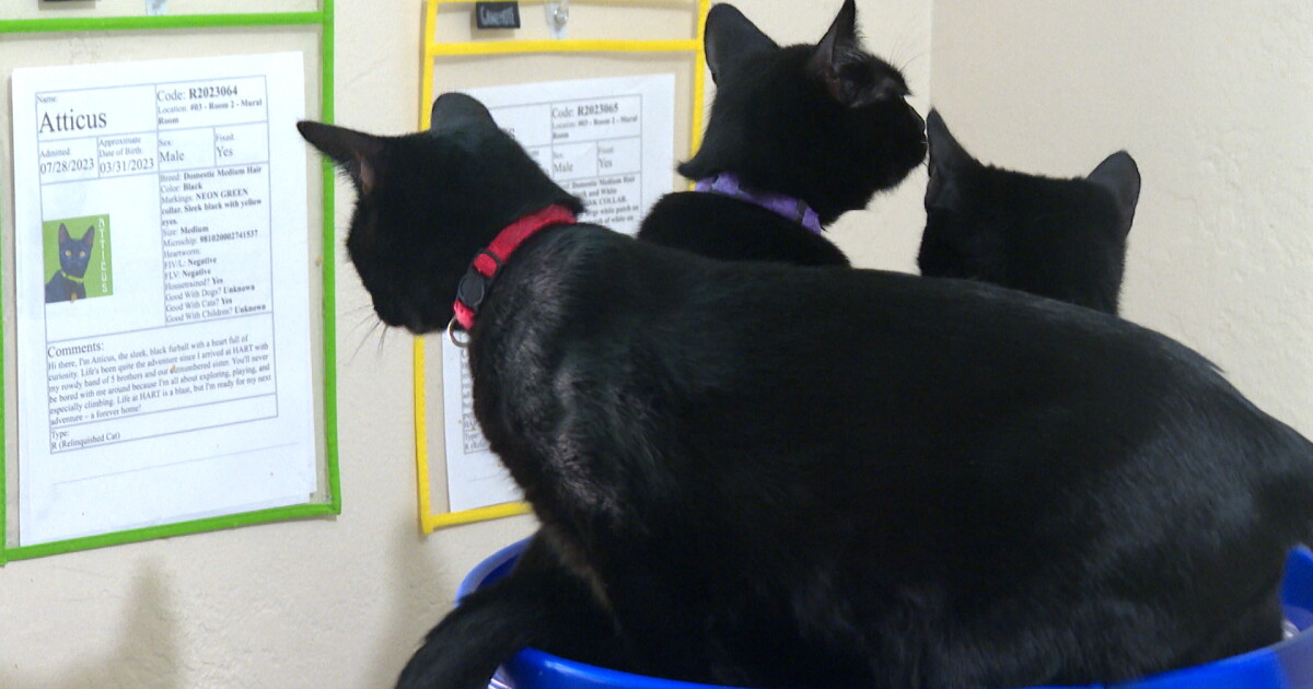 Animal shelters see discrepancy between cat and dog return-to-owner rates - Vimarsana News
