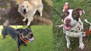 Underdogs Dec. 26, 2025