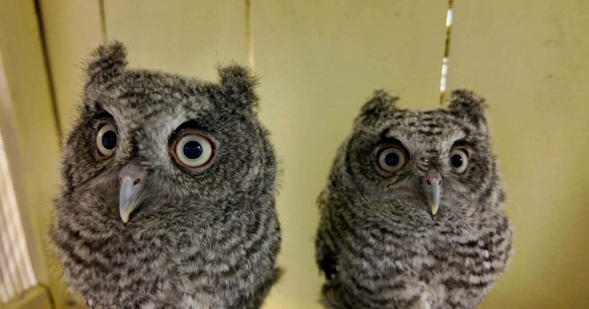 Messinger Woods Wildlife Care and Education Center volunteers offer tips for taking care of wildlife