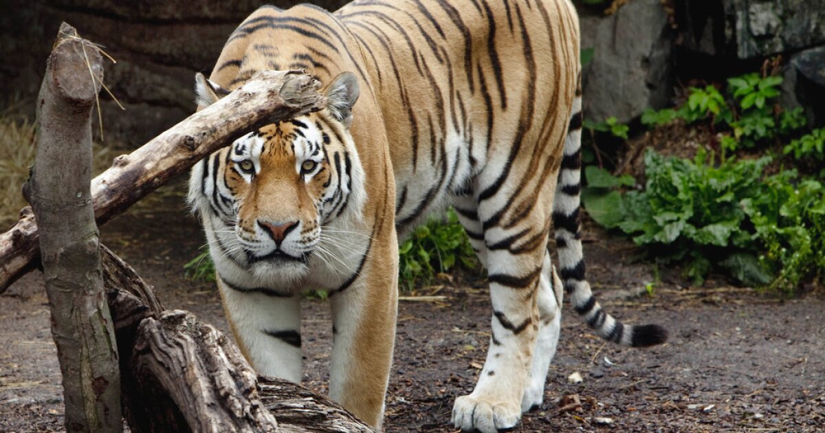デンマーク動物園は、捕虜の捕食者のための食べ物として小さなペットを寄付するように人々に頼みます
