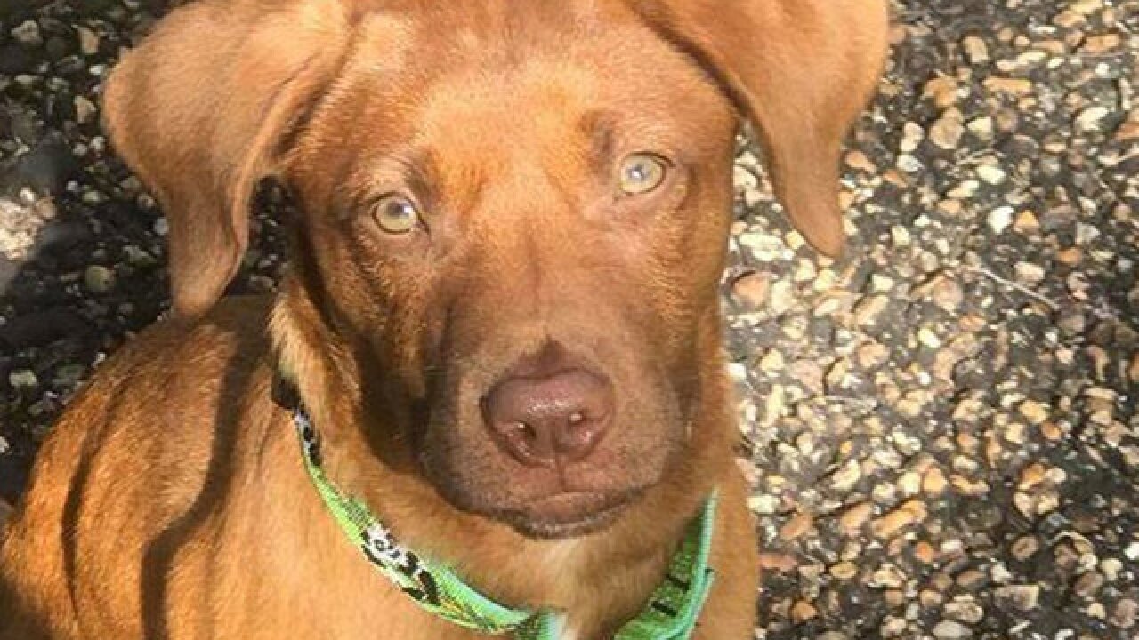 Carjackers Drive Off With Florida Woman S Puppy Inside