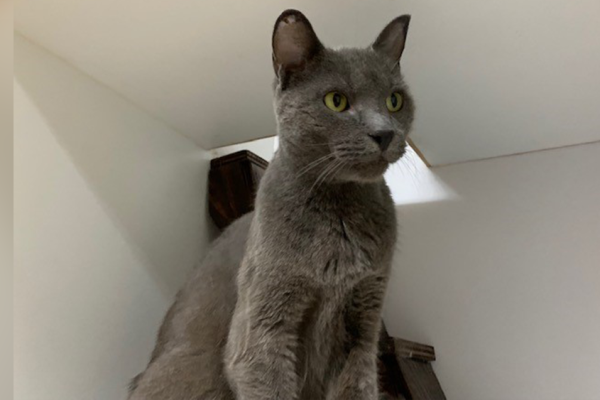 Missing cat found in Florida 5 years after leaving Ohio home