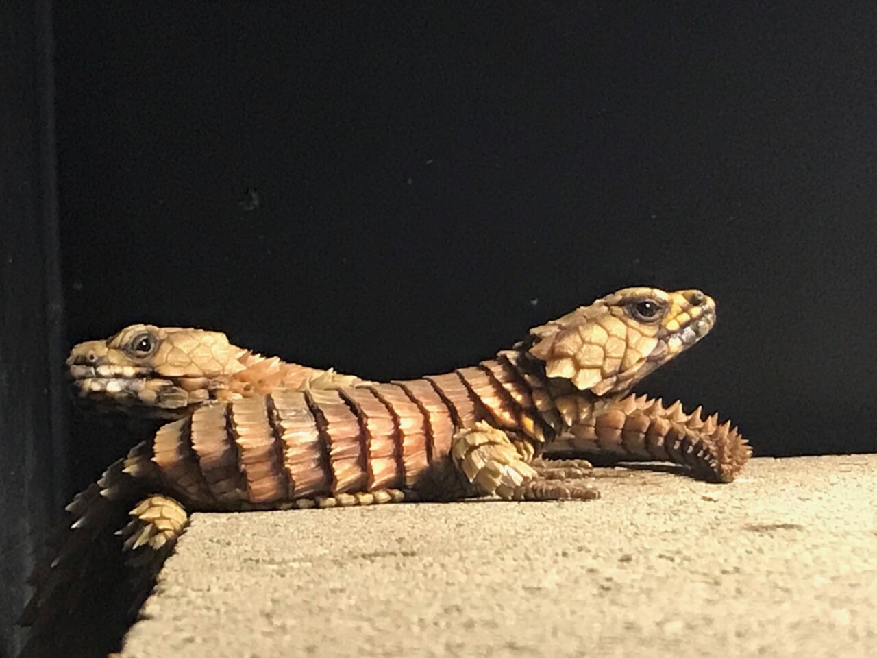 Armadilla Banded Lizards at Cincinnati Zoo.jpg