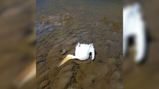 dead pelican jeff river.jpg