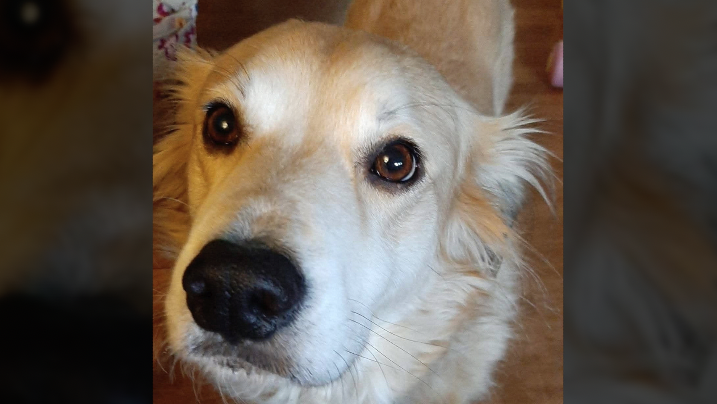 Ozzie.png