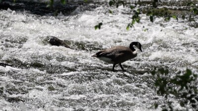 Red Cedar River