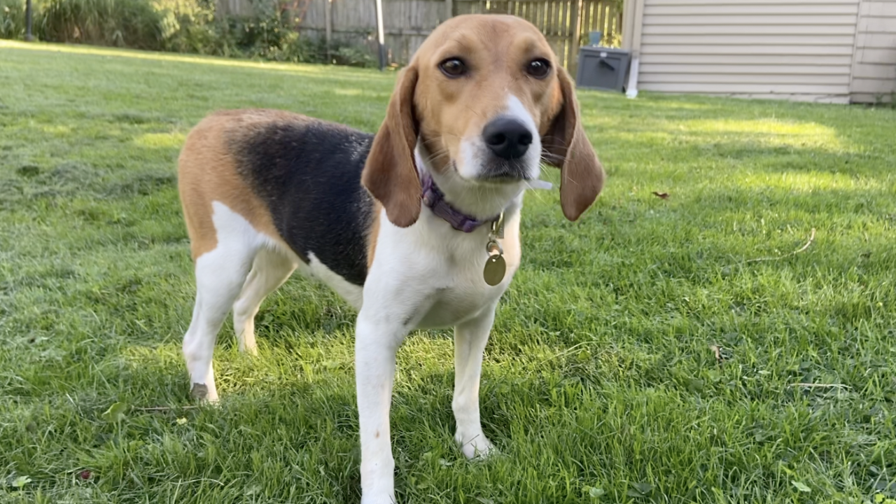 Willow the beagle, rescued from a breeding facility in Virginia with 4,000 other dogs