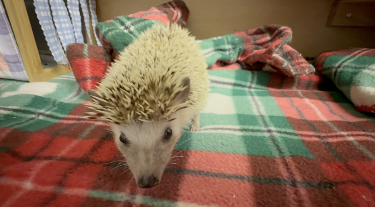 Screenshot 2025-08-15 at 6.03.13 PM.png