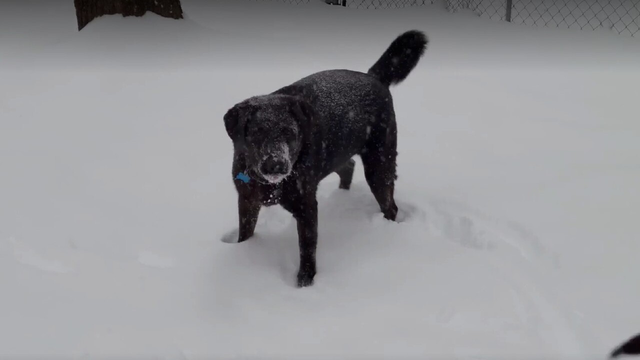 How to keep your pet safe in Western Montana’s bitterly cold weather