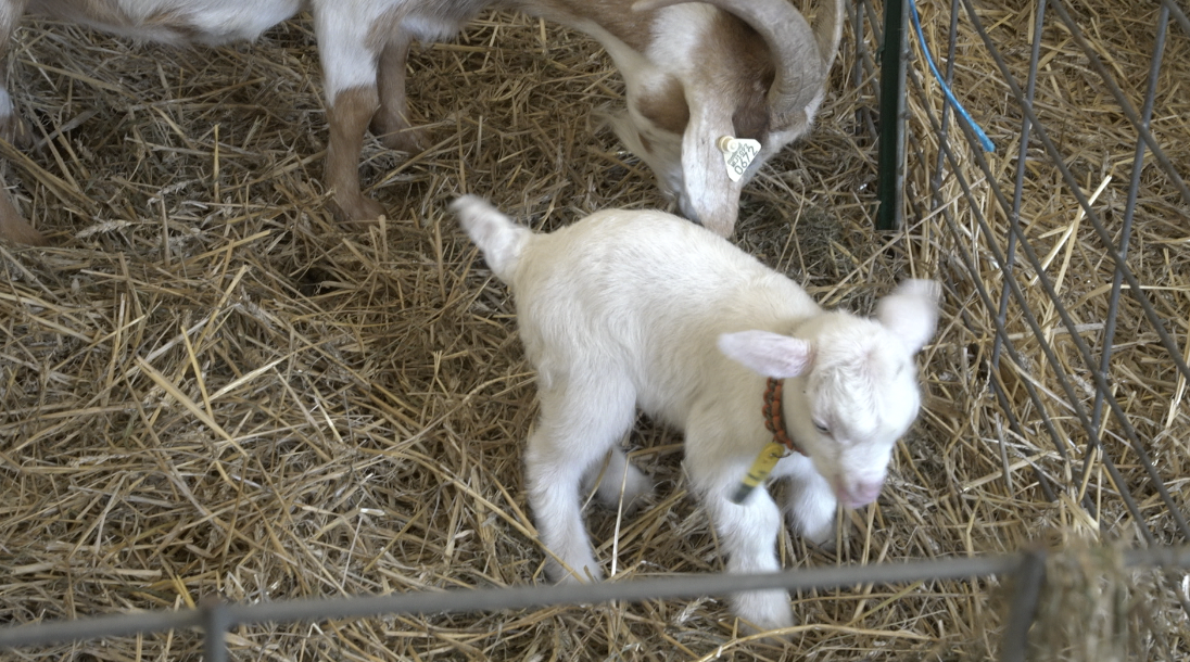 Hillsdale County Fair