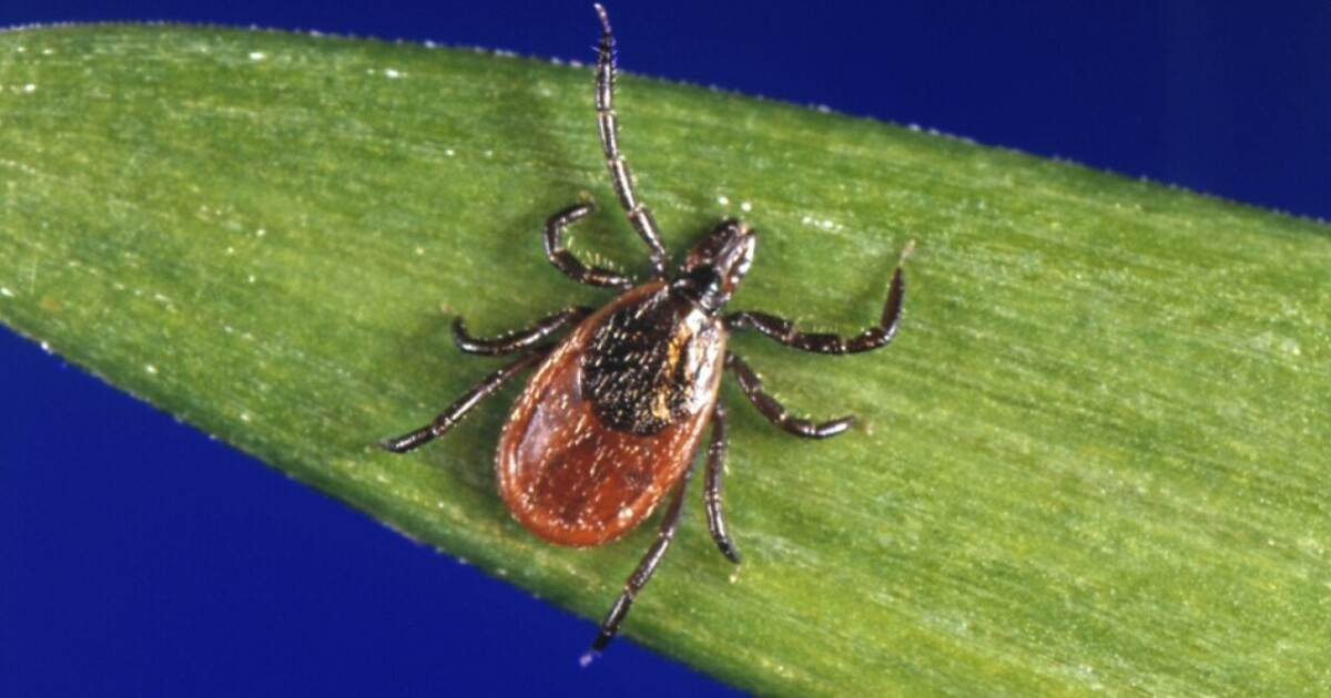 What is tularemia? How to stay safe from the tick-borne illness this summer What is tularemia? How to stay safe from the tick-borne illness this summer