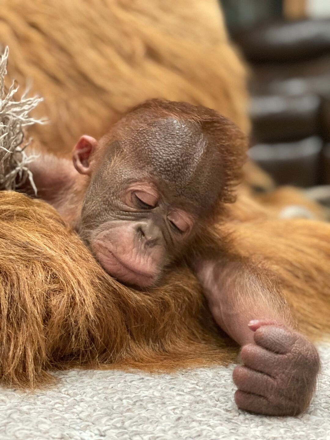 Baby Orangutan Metro Richmond Zoo 2.jpeg